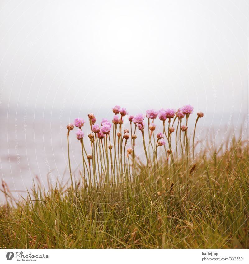 small pink Environment Nature Landscape Plant Animal Air Water Horizon Flower Grass Leaf Blossom Meadow Green Pink grass carnations Lakeside Schlei Colour photo