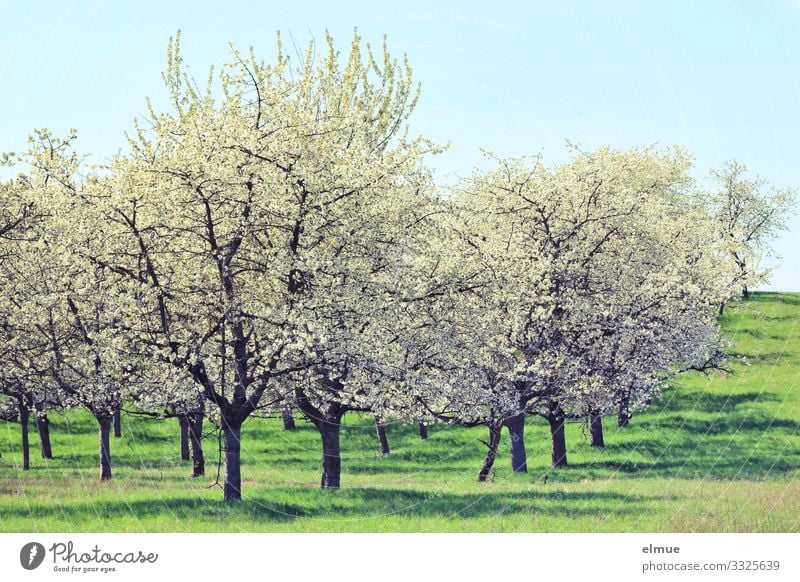 cherry blossom Nature Landscape Plant Cloudless sky Sun Spring Beautiful weather Tree Blossom Meadow Blossoming Blue Green White Happy Joie de vivre (Vitality)