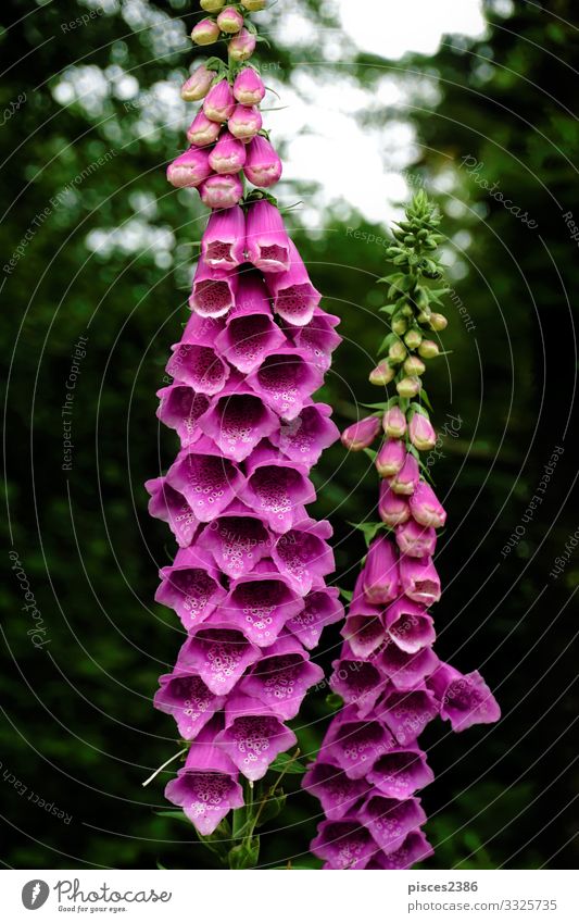 Blossoms of purple digitalis purpurea in the forest Nature Plant Wild plant Pink Planning foxglove medicinal common poisonous green Plantain plants Bitter