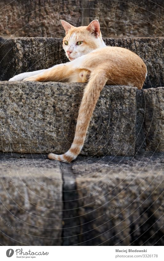 Stray red cat lying on stone stairs. Animal Pet Wild animal Cat 1 Stone Cool (slang) Cute Red Loneliness Relaxation stray Kitten Mammal abandoned Delightful