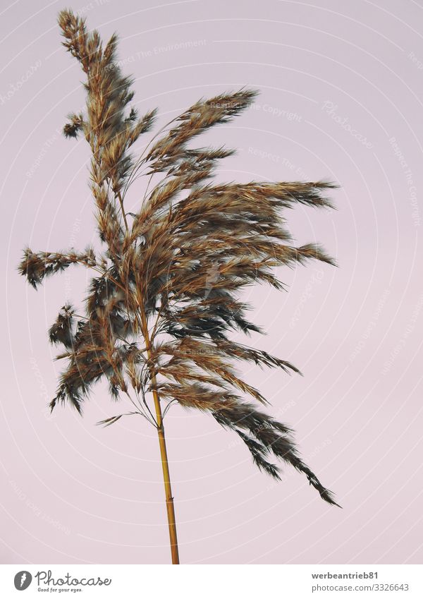 Reed close up Environment Nature Plant Cloudless sky Autumn Winter Grass Esthetic Exceptional Exotic Orange Pink Spring fever Romance Beautiful Loneliness