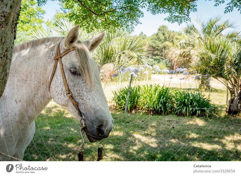 Horse head in the penumbra of the trees Keeping of animals Plant Landscape Nature Animal Farm animal Sky Beautiful weather daylight Day flora Summer Grass