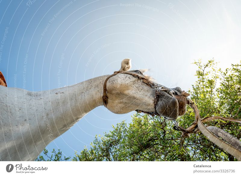 perspective Ride Nature Plant Animal Cloudless sky Summer Beautiful weather Tree Leaf Farm animal Horse 1 Bridle Observe Stand Authentic Blue Brown Green Silver