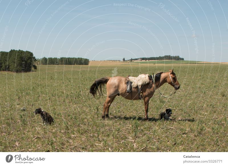 The horse of the gaucho and his two dogs are waiting Gaucho Agriculture Forestry Landscape Plant Animal Cloudless sky Horizon Summer Tree Grass Meadow Field