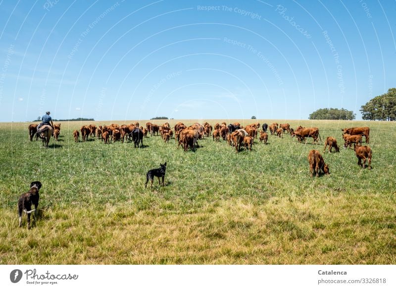 Riders and dogs drive the herd of cattle on the pasture Gaucho Agriculture Forestry Androgynous 1 Human being Nature Landscape Sky Horizon Summer