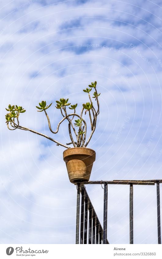 she loves the risk Living or residing Balcony plant Metalware Sky Clouds Beautiful weather Plant Pot plant Succulent plants Flowerpot Above Blue Red White Airy