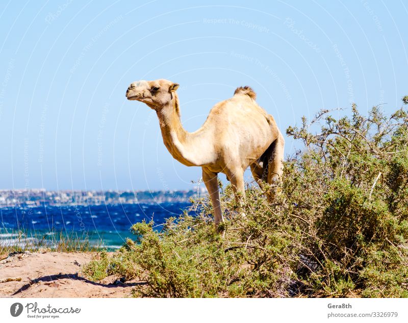 lonely thin camel in the bush on the Red Sea Beach Waves Sand Sky Coast Old Thin Small Blue Loneliness Dahab Egypt Egyptian South Sinai angular clear delicate