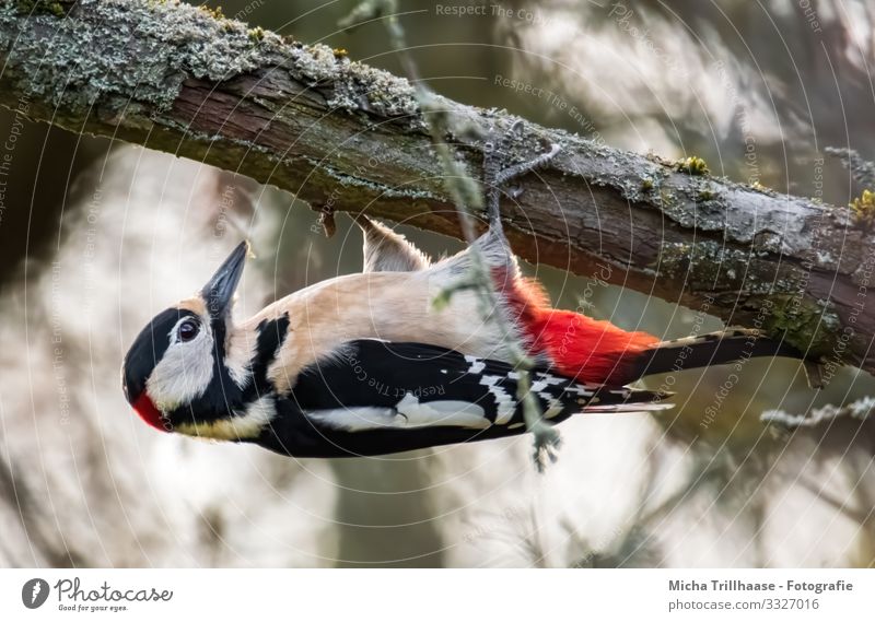 spotted woodpecker hanging from a branch Nature Animal Sunlight Beautiful weather Tree Twigs and branches Wild animal Bird Animal face Wing Claw Paw