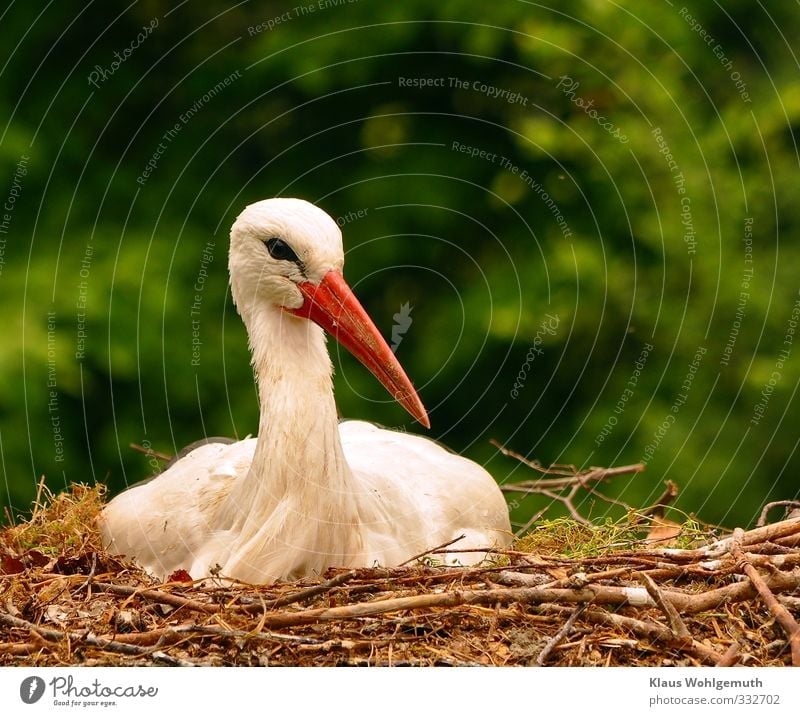 White stork, sitting brooding on the nest. Environment Nature Spring Wild animal Stork White Stork 1 Animal Sit Green Red Black Bird Nest Parental care