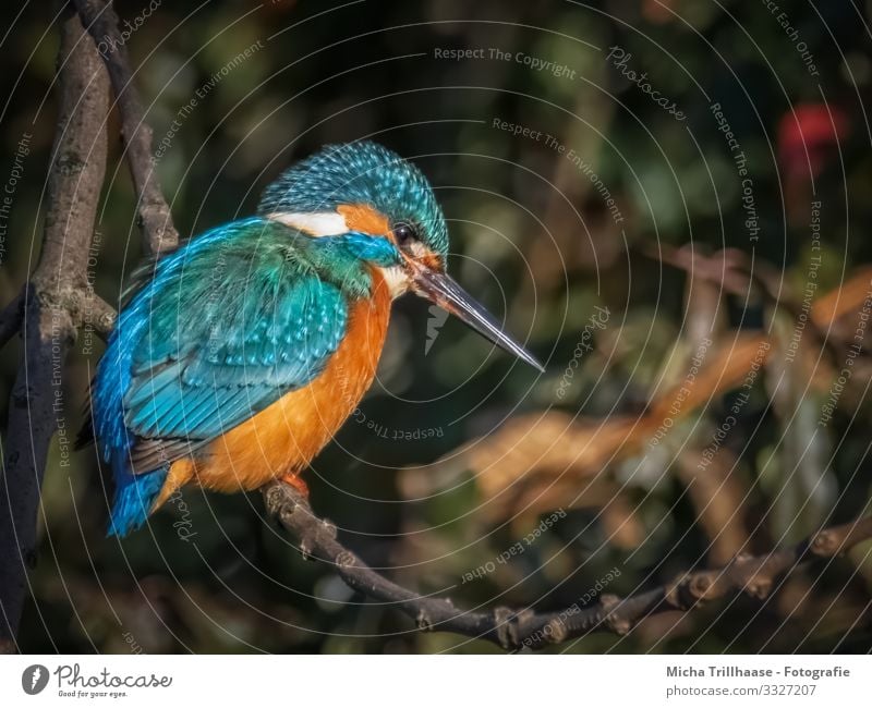 Lakefront Kingfisher Environment Nature Animal Sunlight Beautiful weather Tree Twigs and branches Lakeside River bank Wild animal Bird Animal face Wing Claw