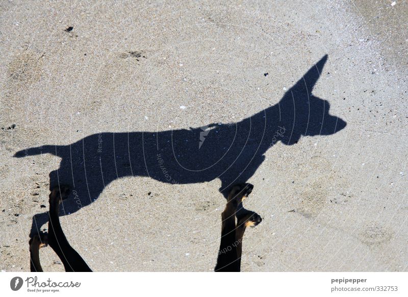 shadog Summer vacation Beach Coast Animal Pet Dog 1 Looking Stand Love of animals Shadow Ear snort Exterior shot Detail Contrast Silhouette Reflection