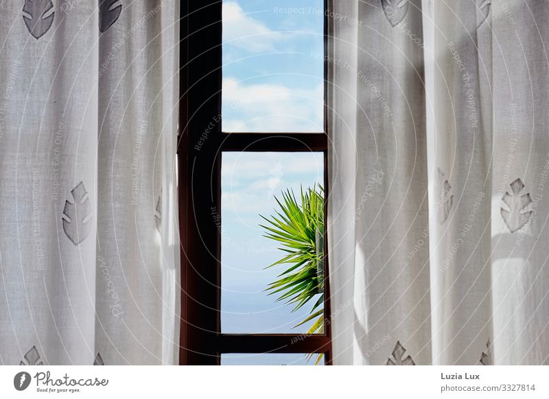 Palm tree in front of the window Sky Clouds Sunlight Beautiful weather Exotic Window Glass Bright Blue White Drape Curtain Palm frond Multicoloured