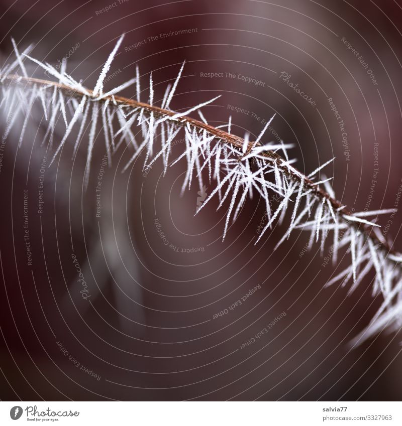Ice Age | Ice Needles Environment Nature Elements Autumn Winter Climate Weather Frost Plant Twig Hoar frost Esthetic Exceptional Point Thorny Spine