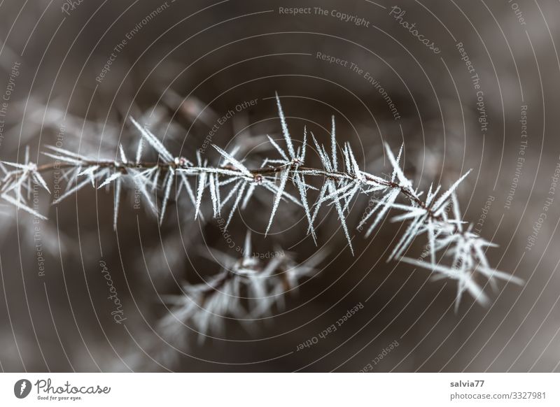 ice age | spiky Environment Nature Winter Ice Frost Plant Bushes Twig Exceptional Cold Point Thorny Hoar frost Bizarre Black & white photo Exterior shot