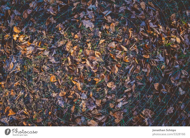 Leaves in the morning sun with frost Bird's-eye view Day Deserted Colour photo Meadow Exterior shot Background picture Structures and shapes Pattern Automn wood