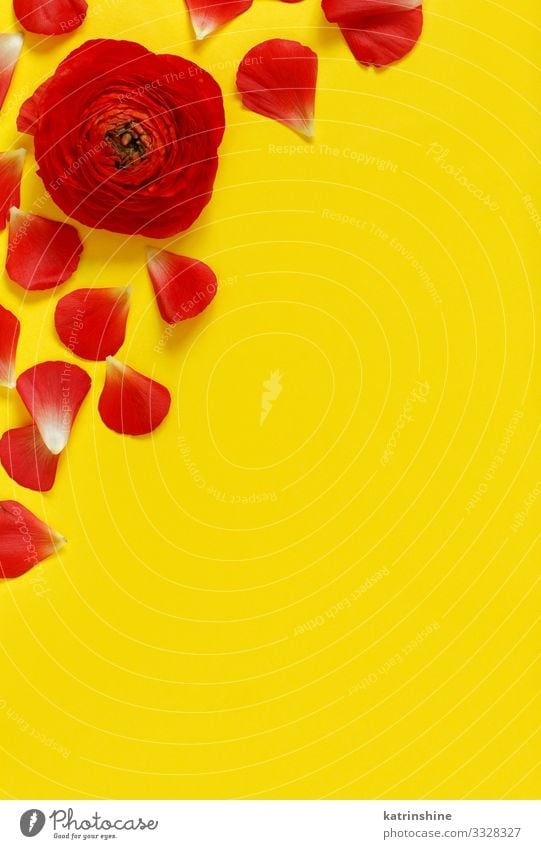 Red Flowers And Petals On A Yellow Background A Royalty Free Stock Photo From Photocase