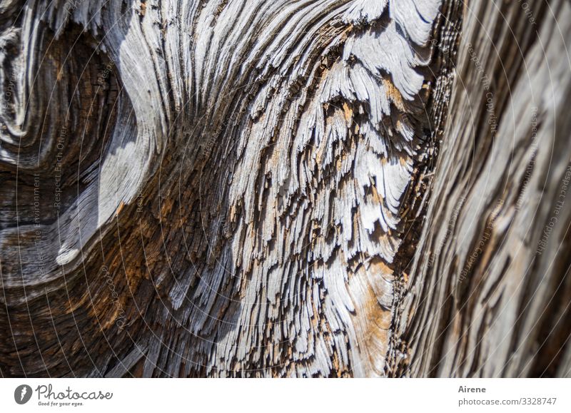 all that wood can do Olive tree Tree trunk Wood grain Growth Brown Complex Nature Whimsical Creativity Pattern Individualist Uniqueness Exceptional Character