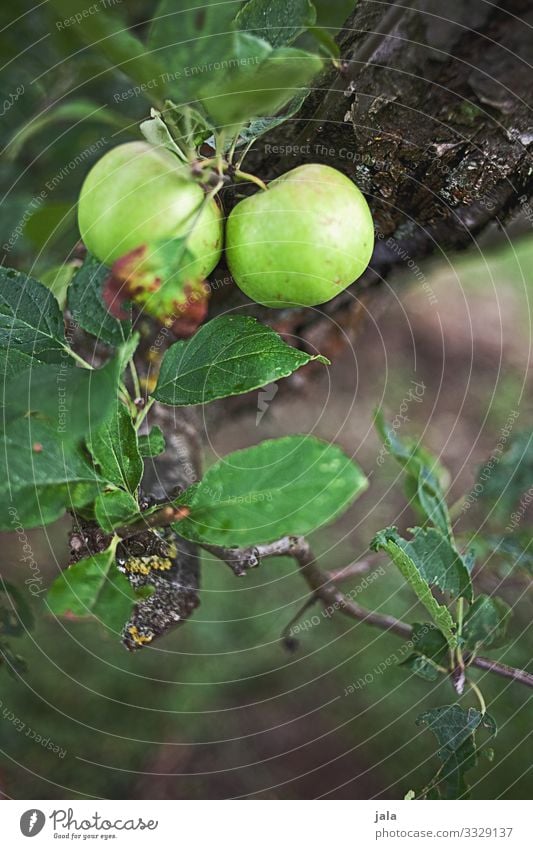 apples Food Fruit Apple Nature Plant Tree Leaf Agricultural crop Apple tree Fresh Healthy Natural Growth Harvest Colour photo Exterior shot Deserted Day