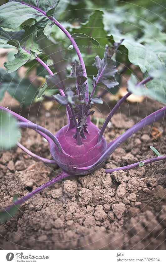 turnip cabbage Food Vegetable Organic produce Nature Earth Plant Agricultural crop Field Fresh Healthy Delicious Natural Agriculture Kohlrabi Colour photo