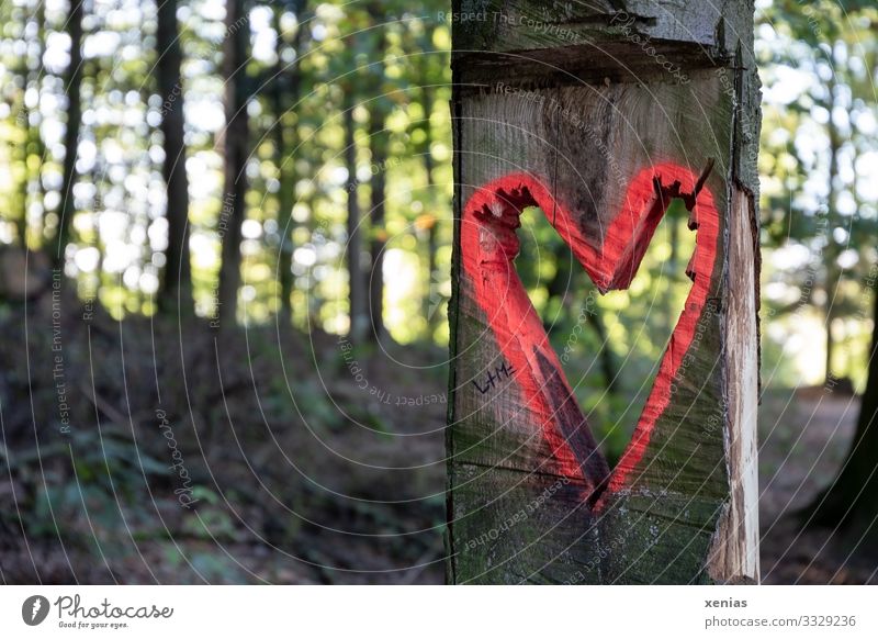 Heart in the forest Environment Nature Landscape Tree Forest Wood Sign Brown Green Red Sawn xenias Colour photo Exterior shot Detail Deserted Copy Space bottom