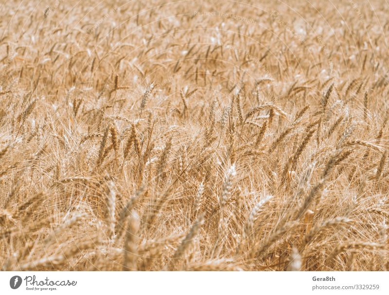 wheat spikelets pattern on the field Summer Culture Nature Plant Climate Leaf Growth Natural Colour Pure agrarian agricultural agriculture agronomy background