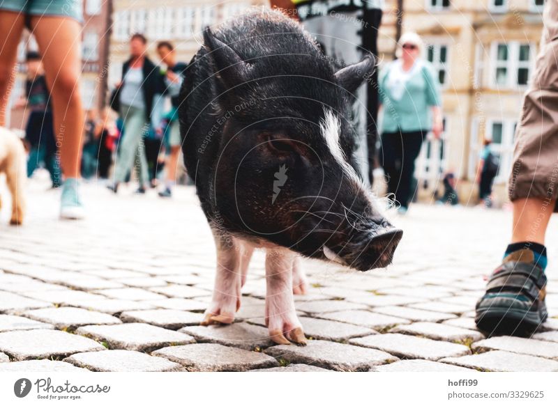 Close-up of a small pig in a pedestrian zone with various people Crowd of people Places Marketplace Piglet Swine 1 Animal Touch Movement Stand Esthetic