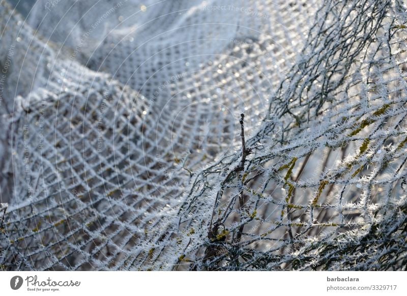 Winter network Plant Ice Frost Garden Fence Net Bright Cold White Climate Nature Network Protection Subdued colour Exterior shot Close-up Detail Abstract