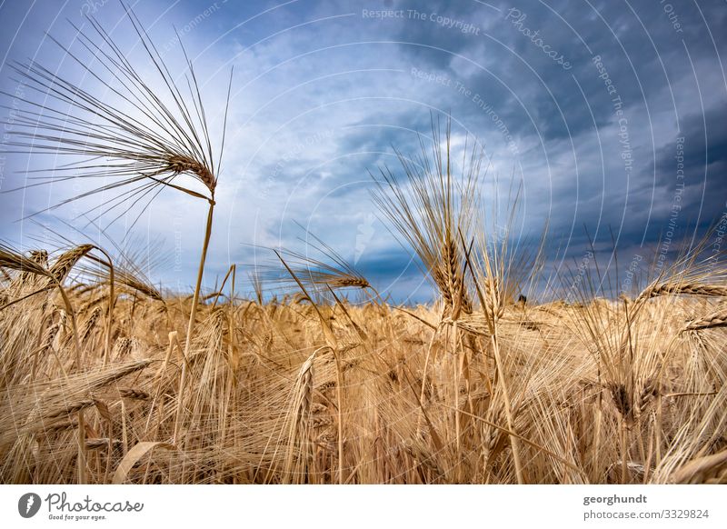 Tawny gold II Environment Nature Landscape Plant Sky Clouds Sun Summer Field Emotions Truth Wheat Wheatfield Tourism Agriculture Crops Ear of corn Colour photo