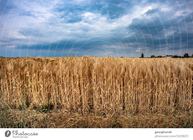 Arabian gold I Environment Nature Landscape Plant Sky Clouds Summer Agricultural crop Moody Truth Deserted Tourism Agriculture Field Wheat Wheatfield