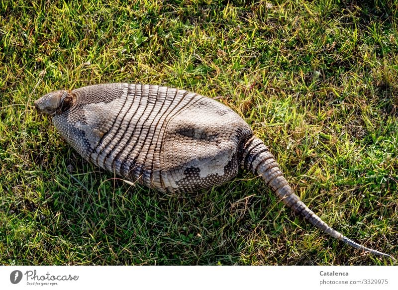An empty armadillo shell on the grass Nature fauna Animal Wild animal Mammal pangolin horn scales Death dead died Plant Grass Day daylight Brown Green