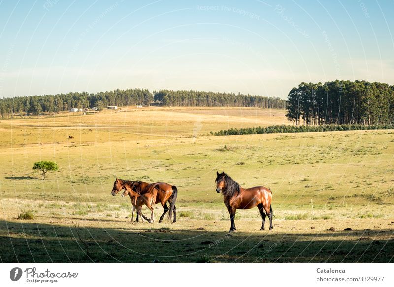Horse family on the steppe Nature Landscape Cloudless sky Summer Beautiful weather Plant Tree Grass Agricultural crop Eucalyptus tree Eucalyptus forest Meadow