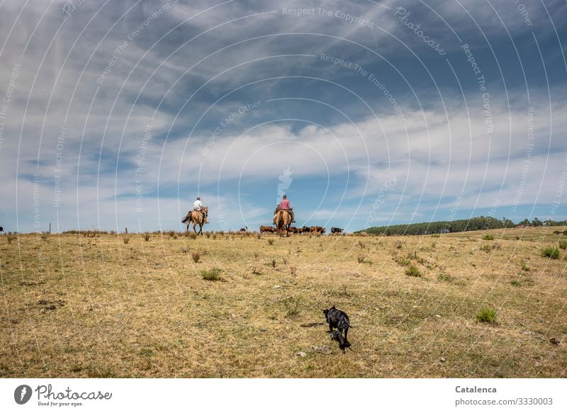 Two riders and a tired dog drive the herd of cattle through the parched country on a hot summer day Nature Landscape flora fauna Farm animal horses Dog Grass