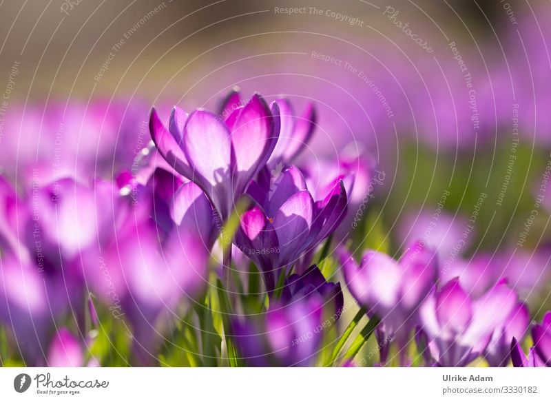 Crocuses ( Crocus ) Elegant Wellness Life Harmonious Relaxation Calm Meditation Spa Wallpaper Easter card Feasts & Celebrations Valentine's Day Mother's Day