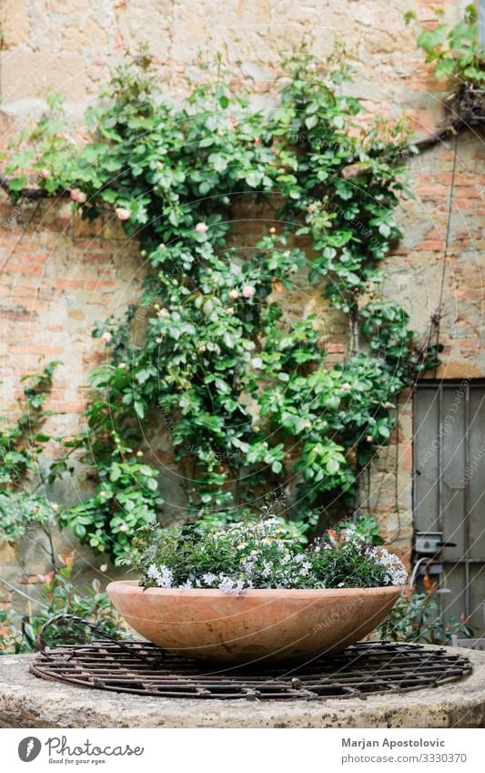 Pot of beautiful flowers in rustic garden in spring Plant Spring Summer Flower Garden Italy Village Old town Wall (barrier) Wall (building) Natural