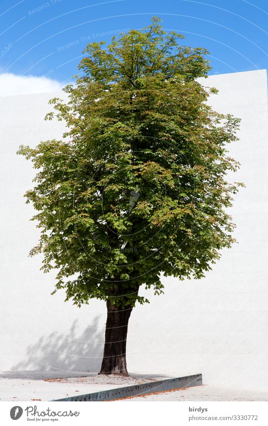 think "tree" Cloudless sky Summer Climate Climate change Beautiful weather Tree Wall (barrier) Wall (building) 1 Growth Esthetic Authentic Positive Clean Blue
