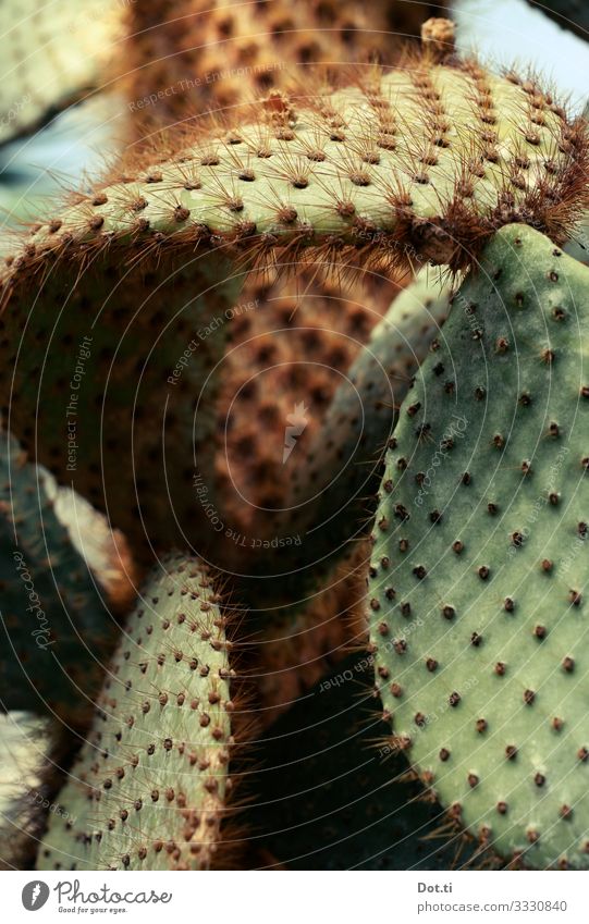 piquant Plant Cactus Thorny Green Nature Botany Flat Fig cactus Pattern Colour photo Subdued colour Interior shot Close-up Detail Deserted Contrast