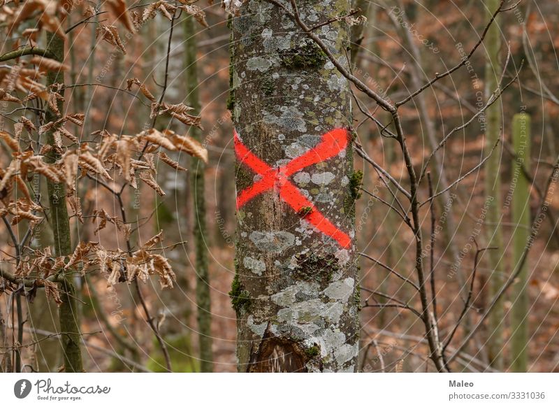 Tree marked with a red cross Autumn Background picture Concepts &  Topics Company Crucifix Logging Ecological Environment Leaf Forest Industry Wood Repair
