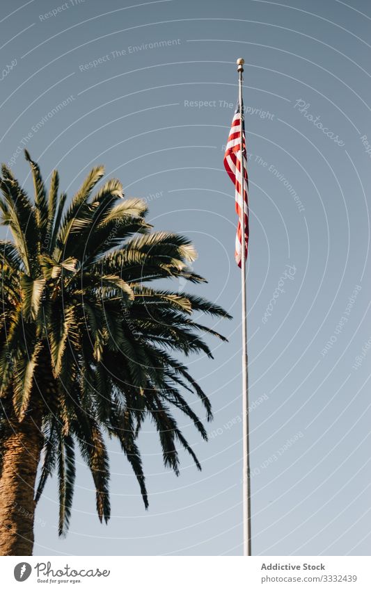 Flag of USA and palm against sky flag view landscape summer urban venice beach usa travel day california symbol vacation resort typical casual modern town city