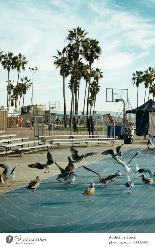 Seagulls on playground with basketball court on sunny day seagull flapping sport athletic wing blue road destination game path hoop nature palm tree playing