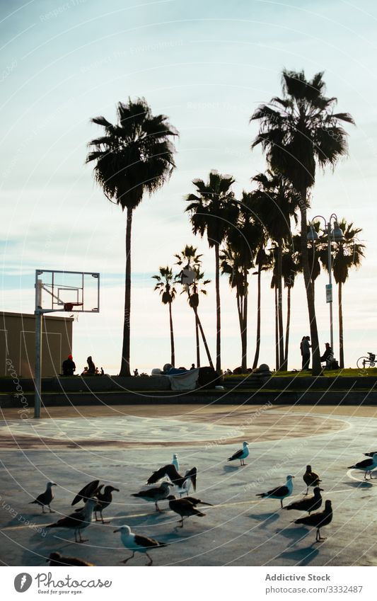 Seagulls on playground with basketball court on sunny day seagull flapping sport athletic wing blue road destination game path hoop nature palm tree playing