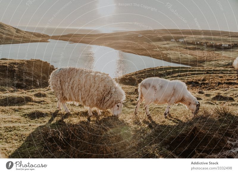 Sheep standing in countryside pet animal sheep mountain nature fall hill view landscape calm scenic autumn journey activity explore attraction day freedom rock
