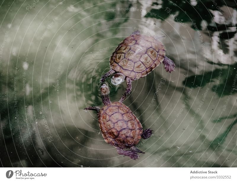 Turtles swimming in clean pond - a Royalty Free Stock Photo from Photocase