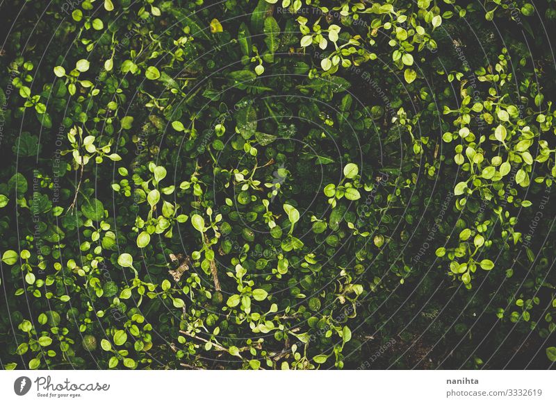 Organic leaves texture in green tones Life Wallpaper Environment Nature Plant Spring Grass Leaf Field Faded Growth Authentic Dark Fresh Natural Green Black