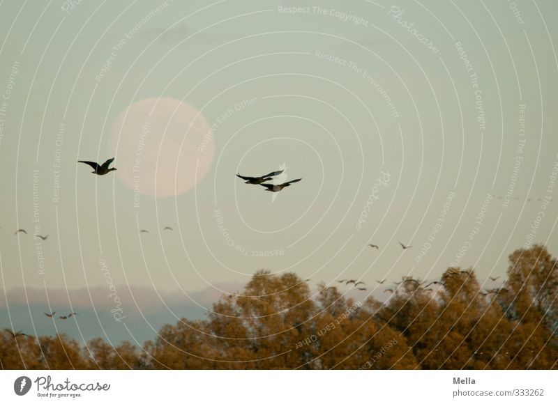 Another bird and moon photo Environment Nature Animal Air Sky Moon Full  moon Plant Tree Treetop Wild animal Bird Goose Wild goose 3 Group of animals Flock