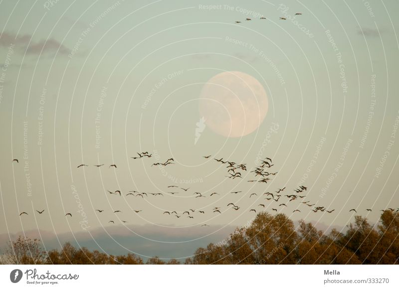 Just don't cross the moon! Environment Nature Landscape Animal Air Sky Moon Full  moon Tree Treetop Wild animal Bird Goose Wild goose Crane Flock Flying Free