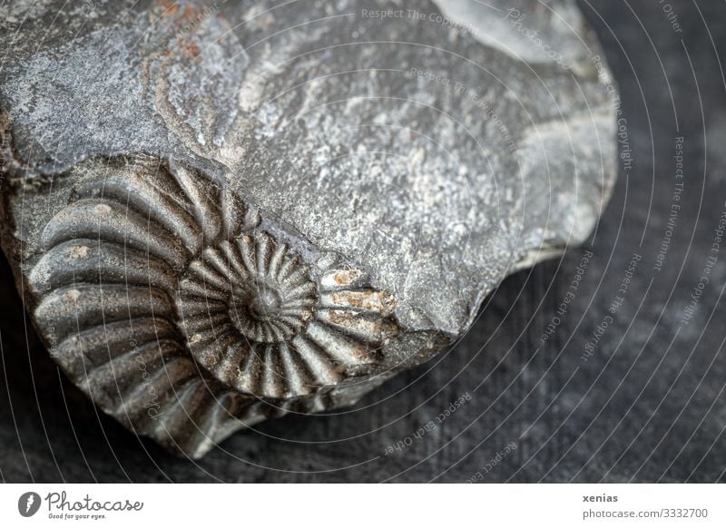 Fossil, Ammonite, Snail, Stone, ancient Animal 1 Old Gray Senior citizen Change Devonian Paleontology Imprint Discovery Primitive times Pleuroceras