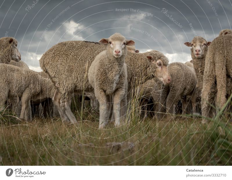 A curious lamb fauna Nature Farm animal Sheep Lamb Flock Plant Grass Willow tree Keeping of animals Agriculture Group of animals Wool animal portrait Sky Clouds