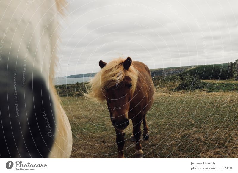 Pony in Cornwall Landscape Animal Clouds Coast Horse 2 Breathe To feed Stand Near Curiosity Watchfulness Calm Perspective Moody Attachment Colour photo