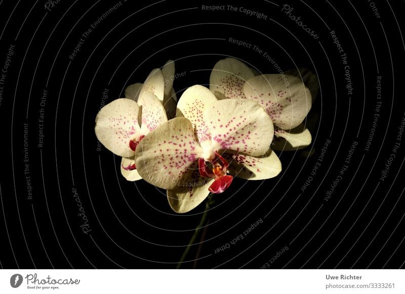 Orchid in front of black background Plant Flower Eternity Identity Life Center point Nature Colour photo Interior shot Close-up Copy Space left Copy Space right