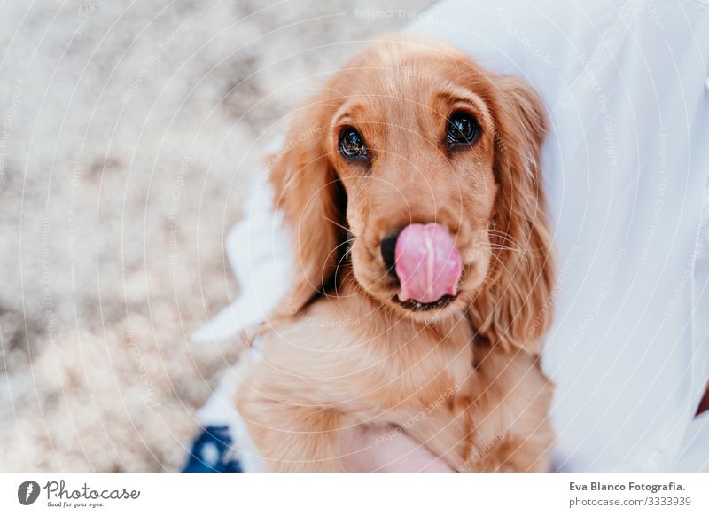 young woman and her cute puppy of cocker spaniel outdoors in a park. Funny dog licking nose Tongue Lick Woman Dog Pet Park Sunbeam Exterior shot Love Embrace